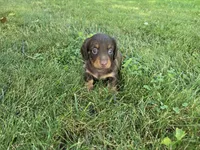 Zuri, a male Miniature Dachshund for sale in Goshen, IN – 2 of 5