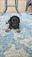 Americano, a female Miniature Dachshund for sale in Goshen, IN – 2 of 6