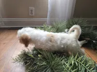 Buttercup, a female Cavapoo for sale in Goshen, IN – 2 of 5