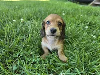 Deacon, a male Miniature Dachshund for sale in Goshen, IN – 5 of 7