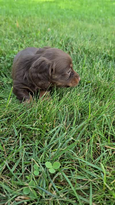 Fudge, a female Miniature Dachshund for sale in Goshen, IN – 6 of 6