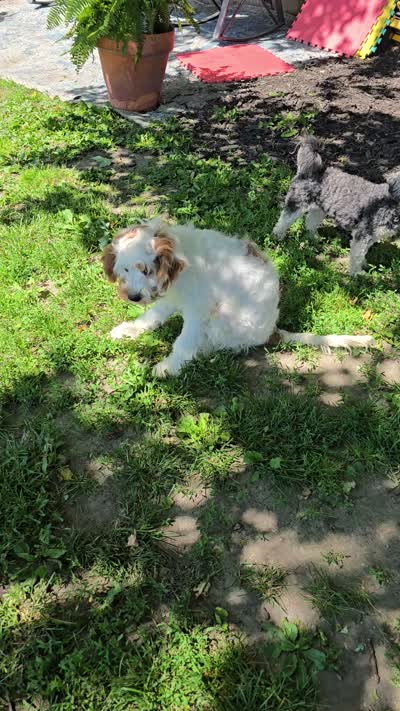 Mario, a male Cavapoo for sale in Goshen, IN – 5 of 5