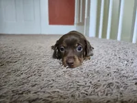 Milo, a male Miniature Dachshund for sale in Goshen, IN – 4 of 5