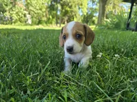 Katie, a female Miniature Dachshund for sale in Goshen, IN – 2 of 6