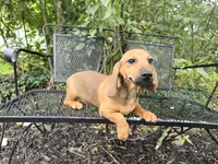 Cortado, a male Miniature Dachshund for sale in Goshen, IN – 5 of 6