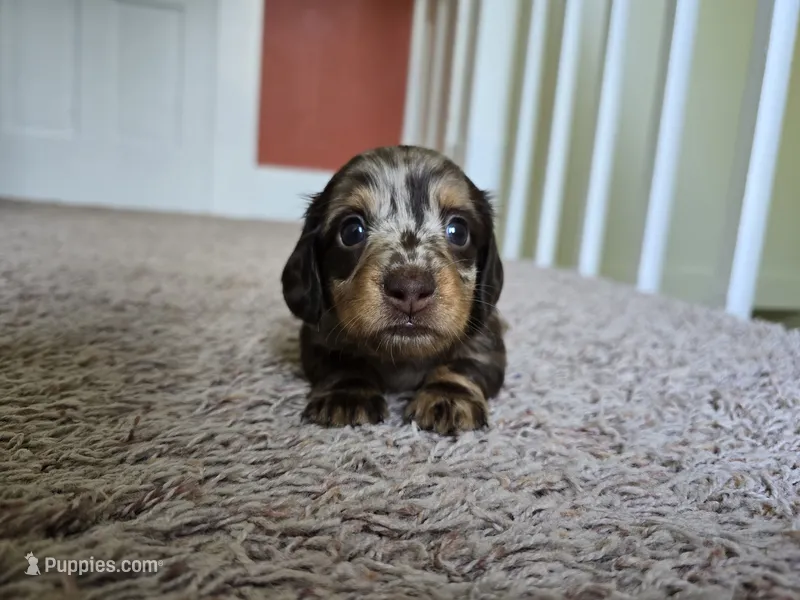 Mitzi – Miniature Dachshund puppy for sale in Goshen, IN
