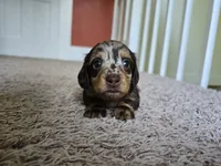 Mitzi, a female Miniature Dachshund for sale in Goshen, IN – 1 of 5