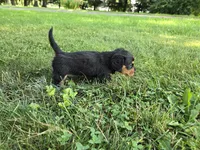 Zelda, a male Miniature Dachshund for sale in Goshen, IN – 4 of 5