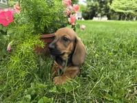 Cortado, a male Miniature Dachshund for sale in Goshen, IN – 4 of 5