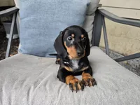 Zane, a male Miniature Dachshund for sale in Goshen, IN – 2 of 6