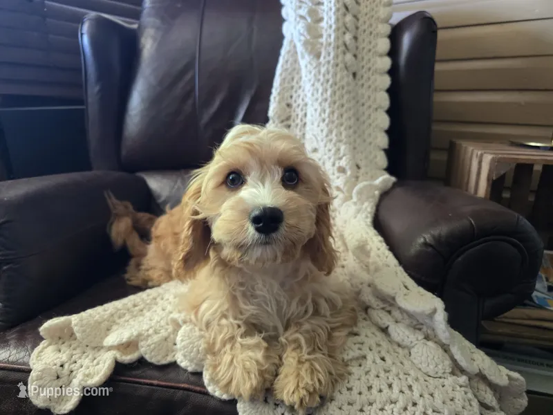 Luigi – Cavapoo puppy for sale in Goshen, IN