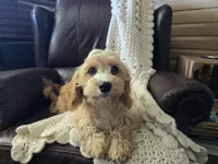 Luigi, a male Cavapoo for sale in Goshen, IN – 1 of 5