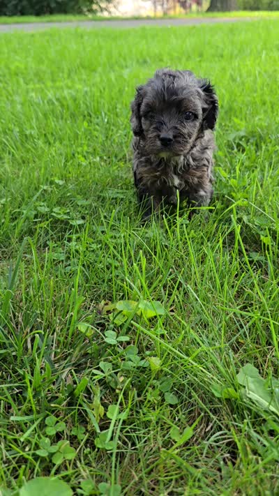 Lilac, a female Cavapoo for sale in Goshen, IN – 5 of 5