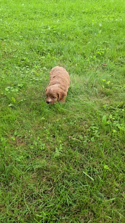 Rose, a female Cavapoo for sale in Goshen, IN – 6 of 6