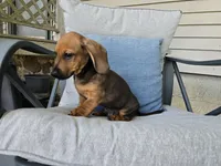 Cortado, a male Miniature Dachshund for sale in Goshen, IN – 4 of 5