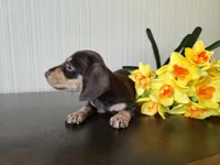 Bellini, a female Miniature Dachshund for sale in Goshen, IN – Photo 3 of 4