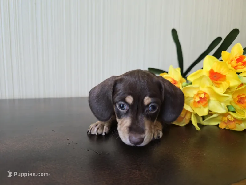 Bellini – Miniature Dachshund puppy for sale in Goshen, IN
