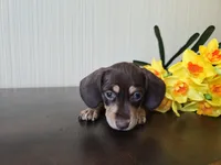 Bellini, a female Miniature Dachshund for sale in Goshen, IN – Photo 1 of 4