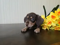 Bellini, a female Miniature Dachshund for sale in Goshen, IN – Photo 2 of 4