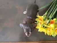 Bellini, a female Miniature Dachshund for sale in Goshen, IN – Photo 4 of 4