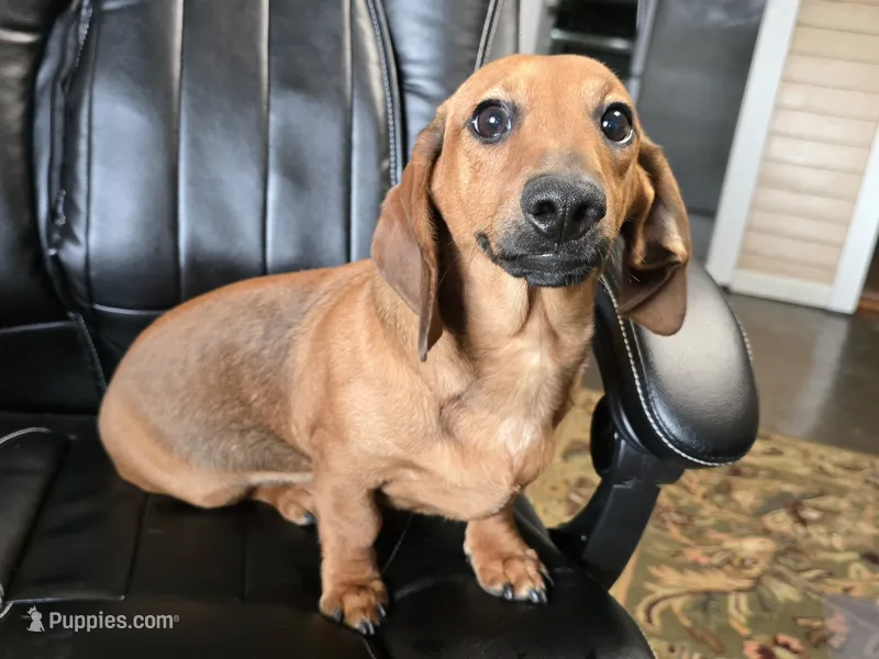 Cortado – Miniature Dachshund puppy for sale in Goshen, IN