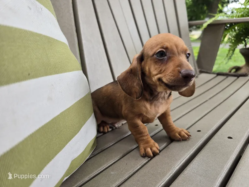 Dalgona – Miniature Dachshund puppy for sale in Goshen, IN