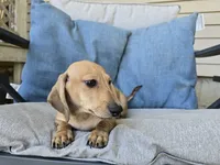 Whiskey, a male Miniature Dachshund for sale in Goshen, IN – 3 of 6