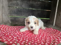 Buttercup, a female Cavapoo for sale in Goshen, IN – 4 of 5