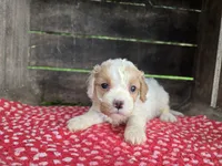 Buttercup, a female Cavapoo for sale in Goshen, IN – 3 of 5