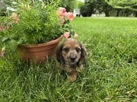 Affogato, a male Miniature Dachshund for sale in Goshen, IN – 2 of 6