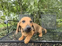 Cortado, a male Miniature Dachshund for sale in Goshen, IN – 4 of 6