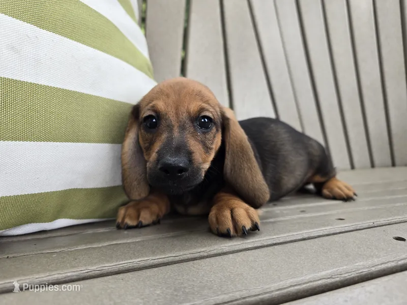 Cortado – Miniature Dachshund puppy for sale in Goshen, IN
