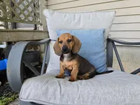 Cortado, a male Miniature Dachshund for sale in Goshen, IN – 2 of 5