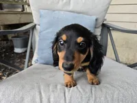 Zelda, a female Miniature Dachshund for sale in Goshen, IN – 3 of 6