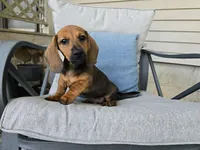 Cortado, a male Miniature Dachshund for sale in Goshen, IN – 3 of 5