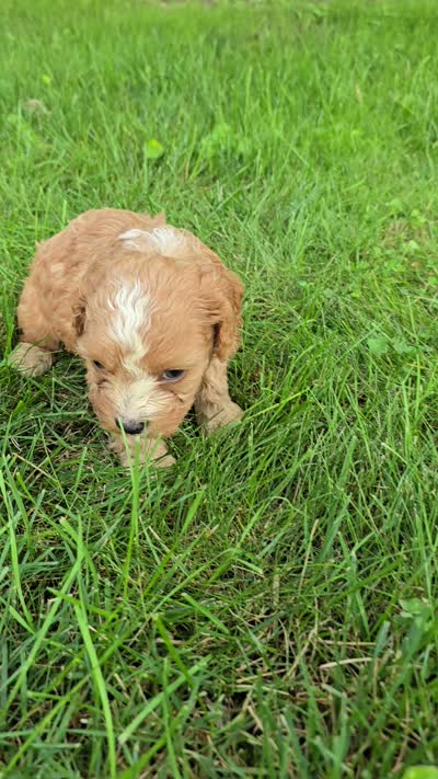 Redwood, a male Cavapoo for sale in Goshen, IN – 5 of 5