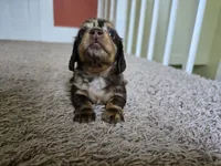 Mitzi, a female Miniature Dachshund for sale in Goshen, IN – 2 of 5