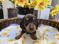Cinnamon, a male Miniature Dachshund for sale in Goshen, IN – Photo 2 of 5