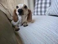 Pauline, a female Miniature Dachshund for sale in Goshen, IN – Photo 2 of 6