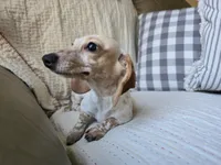 Pauline, a female Miniature Dachshund for sale in Goshen, IN – Photo 4 of 6