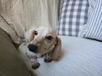 Pauline, a female Miniature Dachshund for sale in Goshen, IN – Photo 3 of 6