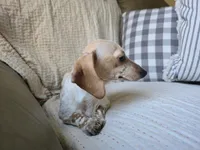 Pauline, a female Miniature Dachshund for sale in Goshen, IN – Photo 6 of 6