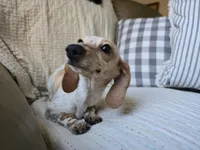 Pauline, a female Miniature Dachshund for sale in Goshen, IN – Photo 1 of 6