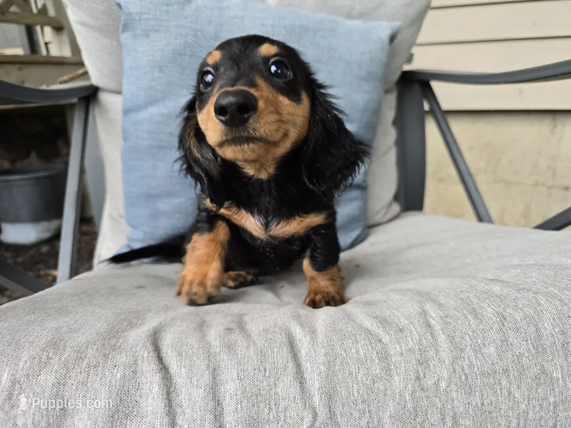 Zelda – Miniature Dachshund puppy for sale in Goshen, IN