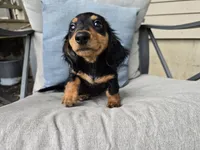 Zelda, a female Miniature Dachshund for sale in Goshen, IN – 1 of 6