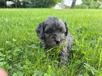 Lilac, a female Cavapoo for sale in Goshen, IN – 3 of 5
