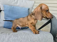 Dalgona, a male Miniature Dachshund for sale in Goshen, IN – 2 of 6