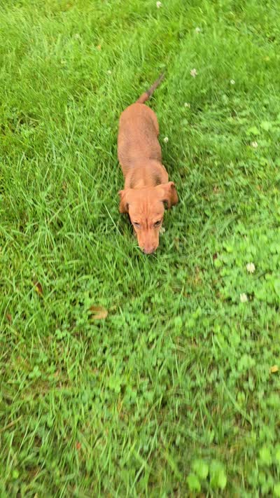 Dalgona, a male Miniature Dachshund for sale in Goshen, IN – 7 of 7