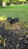 Zane, a male Miniature Dachshund for sale in Goshen, IN – 4 of 5