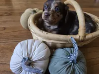 Diana, a female Miniature Dachshund for sale in Goshen, IN – 4 of 6